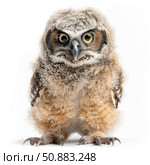 Great horned owlet standing on white background, looking forward. Стоковое AI-изображение, AI-художник Иван Рябоконь / Фотобанк Лори