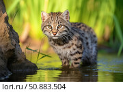 Fishing cat kitten cooling down in the water on a sunny day. Стоковое AI-изображение, AI-художник Иван Рябоконь / Фотобанк Лори