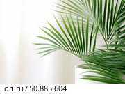 Potted parlour palm creating a calming atmosphere in minimalist interior. Стоковое AI-изображение, AI-художник Иван Рябоконь / Фотобанк Лори