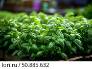 Fresh green basil plants growing in greenhouse using hydroponics system. Стоковое AI-изображение, AI-художник Иван Рябоконь / Фотобанк Лори