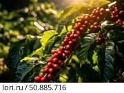 Red coffee beans growing on coffee plant branch at plantation. Стоковое AI-изображение, AI-художник Иван Рябоконь / Фотобанк Лори