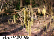 Лещина обыкновенная (Corylus avellana) весной цветет в лесу. Стоковое фото, фотограф Pukhov K / Фотобанк Лори