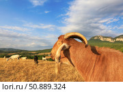 Козел Англо-нубийской породы на лугу в летний день и стадо коз. Стоковое фото, фотограф Яна Королёва / Фотобанк Лори