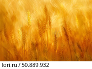 Golden wheat field swaying in the warm sunlight, a symbol of abundance and harvest. Стоковое AI-изображение, AI-художник Иван Рябоконь / Фотобанк Лори