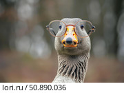 Greylag goose wearing round glasses posing in nature background. Стоковое AI-изображение, AI-художник Иван Рябоконь / Фотобанк Лори