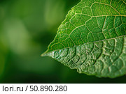 Vibrant green leaf showing intricate veins and texture in nature's beauty. Стоковое AI-изображение, AI-художник Иван Рябоконь / Фотобанк Лори