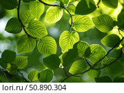 Sunlight filtering through vibrant green leaves on branches. Стоковое AI-изображение, AI-художник Иван Рябоконь / Фотобанк Лори