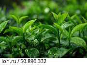 Fresh green tea leaves growing on plantation after rain. Стоковое AI-изображение, AI-художник Иван Рябоконь / Фотобанк Лори