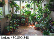 Urban jungle, flourishing plants creating a tranquil oasis in a sunlit room. Стоковое AI-изображение, AI-художник Иван Рябоконь / Фотобанк Лори