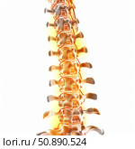Human spine showing vertebrae and intervertebral discs. Стоковое AI-изображение, AI-художник Иван Рябоконь / Фотобанк Лори