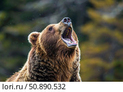 Brown bear roaring showing teeth and tongue in nature. Стоковое AI-изображение, AI-художник Иван Рябоконь / Фотобанк Лори
