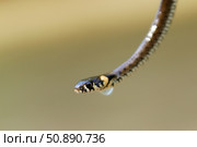 Небольшой уж обыкновенный  (лат. Natrix natrix) Стоковое фото, фотограф Snezka / Фотобанк Лори
