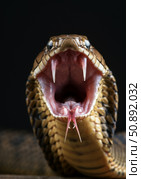 Venomous snake with open mouth displaying fangs and glistening venom in a dramatic close-up shot. Стоковое AI-изображение, AI-художник Гайфуллина Дина / Фотобанк Лори