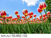Colorful spring scene with blooming Happy Generation tulips. Triumph variety with flame-like red streaks on white petals glowing in daylight. Стоковое фото, фотограф Татьяна Терехина / Фотобанк Лори