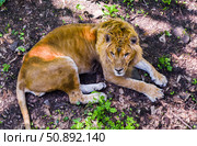 Close view of a male lion resting on forest floor, gazing to the side. His intense expression and rich mane are framed by light and fallen leaves. Стоковое фото, фотограф Татьяна Терехина / Фотобанк Лори