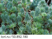 Close-up of Sedum rupestre, also known as blue spruce sedum, with needle-like blue-green succulent leaves. Textured background in a cactus garden. Стоковое фото, фотограф Татьяна Терехина / Фотобанк Лори
