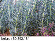Close-up of tall blue-green stems of Senecio vitalis, also known as narrow-leaf chalksticks, growing upright in a dry garden with reddish foliage below. Стоковое фото, фотограф Татьяна Терехина / Фотобанк Лори