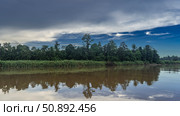 Morning in the jungle. There are thickets of tall, lush grass on the banks of a tropical river. Rain forest trees against a blue sky, clouds. Reflection on the smooth shiny surface of the water. Malaysia. Borneo. Kinabatangan River. Стоковое фото, фотограф Вера Ивановна Кубарева / Фотобанк Лори