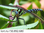 Стрекоза Aeshna viridis (Коромысло зелёное) Стоковое фото, фотограф Александр Тарасенков / Фотобанк Лори