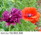 Цветет яркий мак. Мак (лат. Papaver) — род травянистых растений семейства Маковые (Papaveraceae) Стоковое фото, фотограф Сергей Елизарьев / Фотобанк Лори