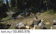 Chopped birch firewood and axe stuck in tree stump on sunny summer day in countryside, freshly split logs and wooden billets. Worker Splitting Firewood with Splitting Axe in Forest. Wood Chopping. Стоковое видео, видеограф Сергей Тимофеев / Фотобанк Лори