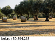 Италия. Беллона. Поле с оливковыми деревьями и стогами сена. Italy. Bellona. Field with olive trees and haystacks. Стоковое фото, фотограф Алексей Смышляев / Фотобанк Лори