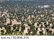 Италия. Апулия. Вид на оливковые плантации. Italy. Apulia. View of olive plantations. Стоковое фото, фотограф Алексей Смышляев / Фотобанк Лори