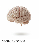 Realistic human brain floating on white background. Стоковое AI-изображение, AI-художник Иван Рябоконь / Фотобанк Лори