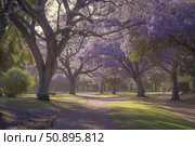 Blooming jacaranda trees creating a purple canopy in a serene park. Стоковое AI-изображение, AI-художник Иван Рябоконь / Фотобанк Лори