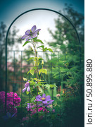 Blooming purple clematis flowers climbing a garden grid on a sunny day create a vibrant and colorful scene in a serene, peaceful garden, showcasing nature's beauty and growth. Стоковое фото, фотограф Ольга Ильина / Фотобанк Лори