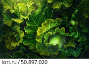 Fresh cabbage growing in garden with water drops on leaves. Стоковое AI-изображение, AI-художник Иван Рябоконь / Фотобанк Лори