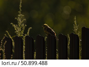 Обыкновенная овсянка на заборе в вечерний золотой час. Стоковое фото, фотограф Елизавета Атаманова / Фотобанк Лори