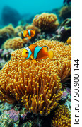 Vibrant clownfish refuge: A colorful underwater scene with a clownfish swimming among swaying anemones. Стоковое AI-изображение, AI-художник Данила Большаков / Фотобанк Лори
