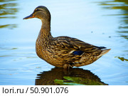 A duck is swimming in a pond. Стоковое фото, фотограф Ярославский Максим / Фотобанк Лори