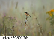 Луговой чекан на фоне полевых цветов. Стоковое фото, фотограф Елизавета Атаманова / Фотобанк Лори
