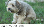 Portrait of happy small breed dog. gray lop-eared mongrel in collar. dog is sitting on lawn and scratching with his hind paw. Стоковое видео, видеограф Анастасия Ли / Фотобанк Лори