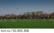 Gulls on a green field near the Volga River. Стоковое фото, фотограф Олег Жуков / Фотобанк Лори