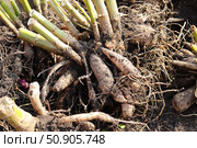 Dahlia tubers just lifted for overwintering. Стоковое фото, фотограф Юлия Сергеевна Купина / Фотобанк Лори