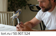 Budgerigar playing with handsome man. Cute Budgie. Funny blue purple parakeet sitting on smartphone. Domestic Animals and gadgets. Pet and phone. Friendship, relationship with Pets. Humor. Technology. Стоковое видео, видеограф Марина Демидюк / Фотобанк Лори