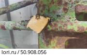 A piece of cheese was placed on the path of the ants from the anthill to the aphid. The ants taste the cheese. Стоковое видео, видеограф Андрей Жигальцов / Фотобанк Лори