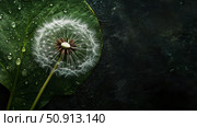 vitamins dandelion leaf ai generated. Стоковое AI-изображение, AI-художник Vectorwin / Фотобанк Лори