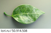 elliptic leaf shape ai generated. Стоковое AI-изображение, AI-художник Vectorwin / Фотобанк Лори