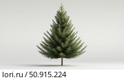 conifer douglas fir tree ai generated. Стоковое AI-изображение, AI-художник Vectorwin / Фотобанк Лори