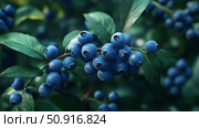 pruning blueberry plants ai generated. Стоковое AI-изображение, AI-художник Vectorwin / Фотобанк Лори