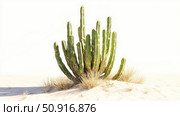 xerophyte desert plant isolated ai generated. Стоковое AI-изображение, AI-художник Vectorwin / Фотобанк Лори