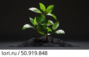 grafting plant cuttings ai generated. Стоковое AI-изображение, AI-художник Vectorwin / Фотобанк Лори
