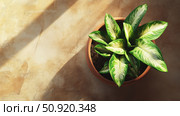 cactus potted plant overhead ai generated. Стоковое AI-изображение, AI-художник Vectorwin / Фотобанк Лори