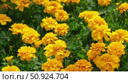 Tagetes. Marigold. Blooming orange-yellow flower heads and green leaves. Closeup of orange marigold flowers in full bloom and foliage. Garden nature background. Ornamental flowering plants. Flowerbed. Стоковое видео, видеограф Марина Демидюк / Фотобанк Лори