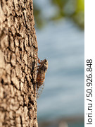Cicada (Tibicen haematodes) on the bark of a tree close-up. Стоковое фото, фотограф Татьяна Ляпи / Фотобанк Лори