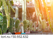 Cactus Plants Garden: Diverse cacti grow under sunlight, nurtured for botanical interest, displayed daytime. Стоковое фото, фотограф svetograph / Фотобанк Лори